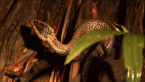 Golden-crowned Snake