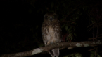 Boobook Owl