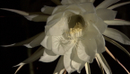 Night-blooming Cactus