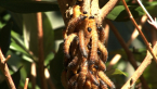 Sawfly Larvae