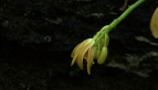 Giant Climbing Orchid