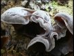 Wood-ear Fungi