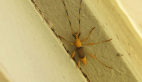 Long-horned Beetle