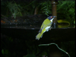 White-naped Honeyeater
