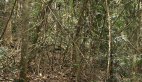 Vine Thicket