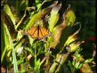 Monarch Butterfly