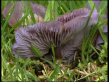 Lilac Blewit