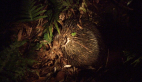 Short-beaked Echidna
