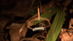 Rufous Net-casting Spider