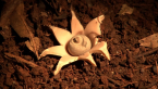 Earth Star Fungus