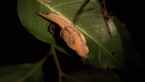 Hooded Semi-slug