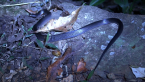 Small-eyed Snake