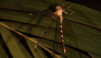Northern Evening Darner