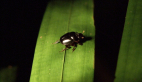 Green Dung Beetle