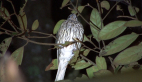 Female Australasian Figbird