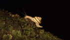 Northern Rivers Tree Snail