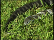 Tiger Snake