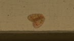 Silky Lacewing