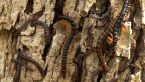Flat-backed Millipedes