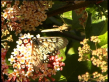 Glasswing Butterfly