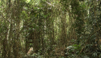 Vine Thicket