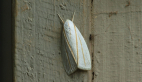 Xyloryctid Moth