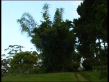 Clumping Bamboo