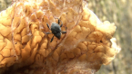 Weevil on Mushroom