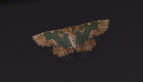 Wattle Bizarre Looper Moth