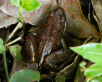 Striped Marsh Frog