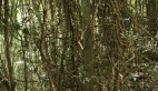 Vine Thicket