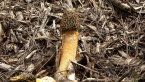 Stinkhorn Fungus