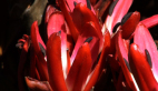Spear Lily Flower