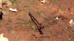 Flame Flatwing Damselfly