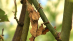 Female Spiny Leaf Insect