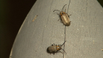 Fig Beetles