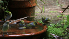 Silvereyes