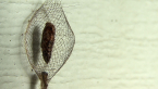 Moth Cocoon