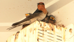 Welcome Swallow