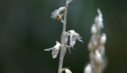 Ghost Orchid