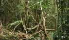 Vine Thicket