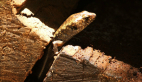 Murray's Skink