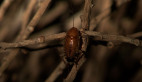 Native Cockroach