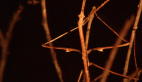 Gorgon Stick Insect