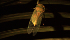 Greengrocer Cicada