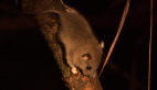 Fawn-footed Melomys