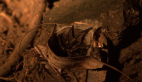 Trapdoor Spider