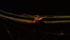Crab Spider