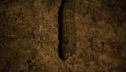 Hawk Moth Larva
