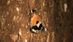 Geometrid Moth